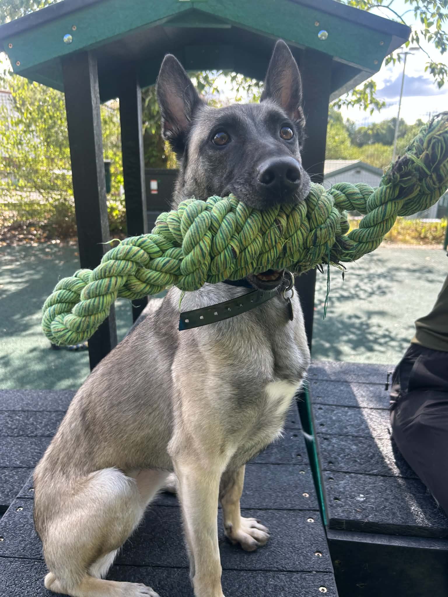Lyra, photo 3