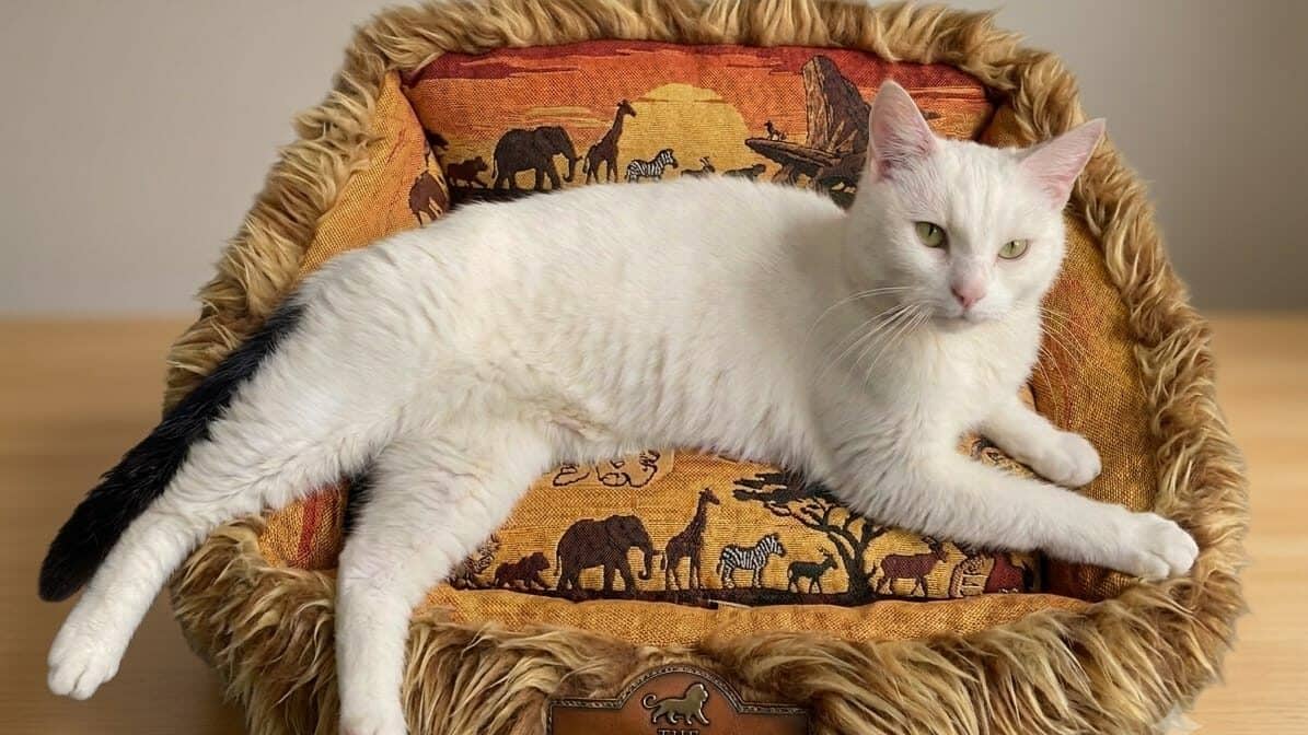 Leo, domestic shorthair for adoption