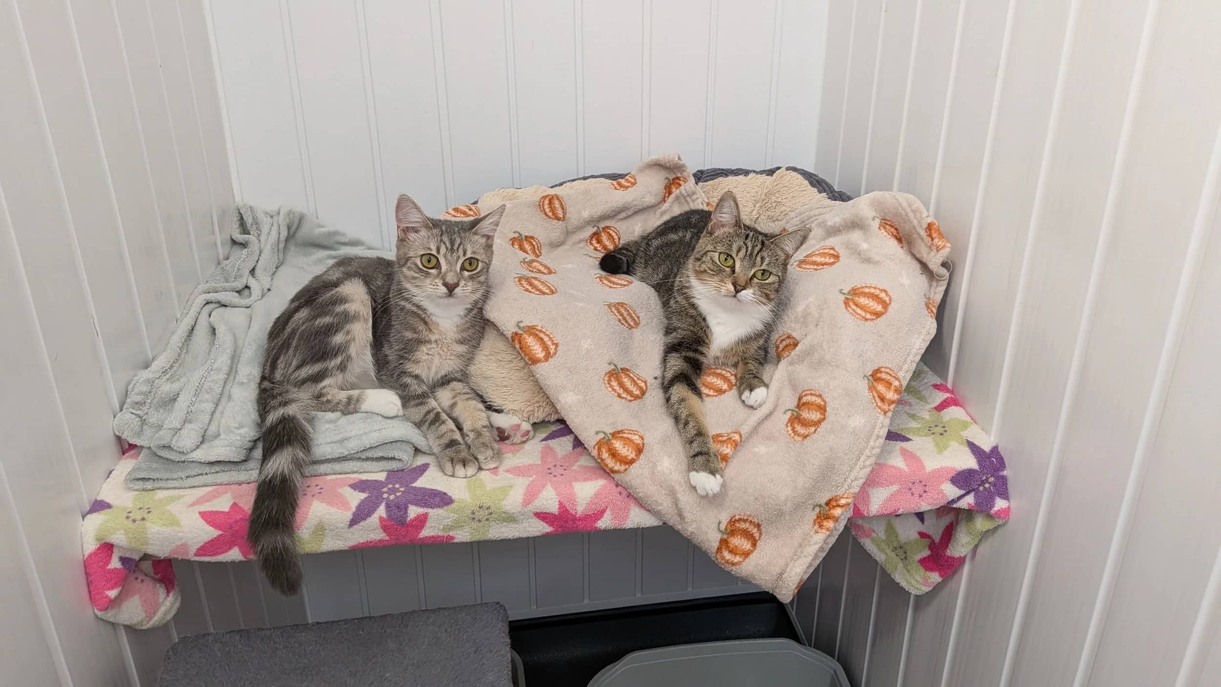 Squeak & Mew, domestic shorthair for adoption in Wythall