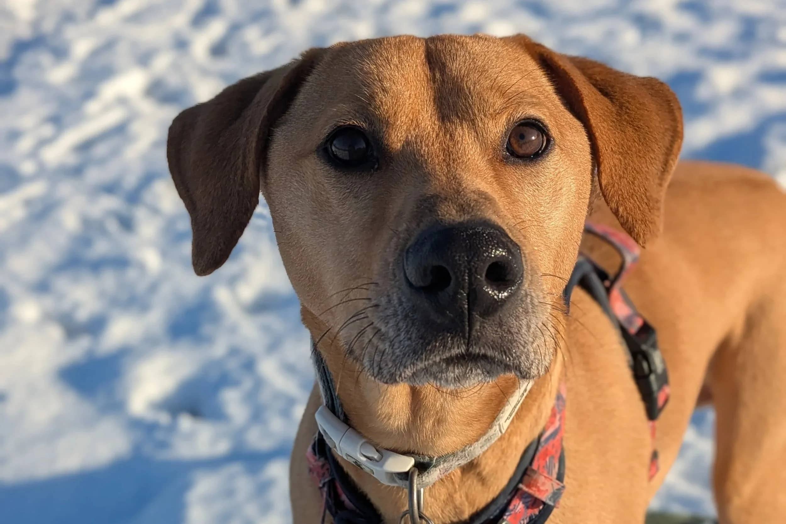 Reggie, working labrador crossbreed for adoption in Wythall