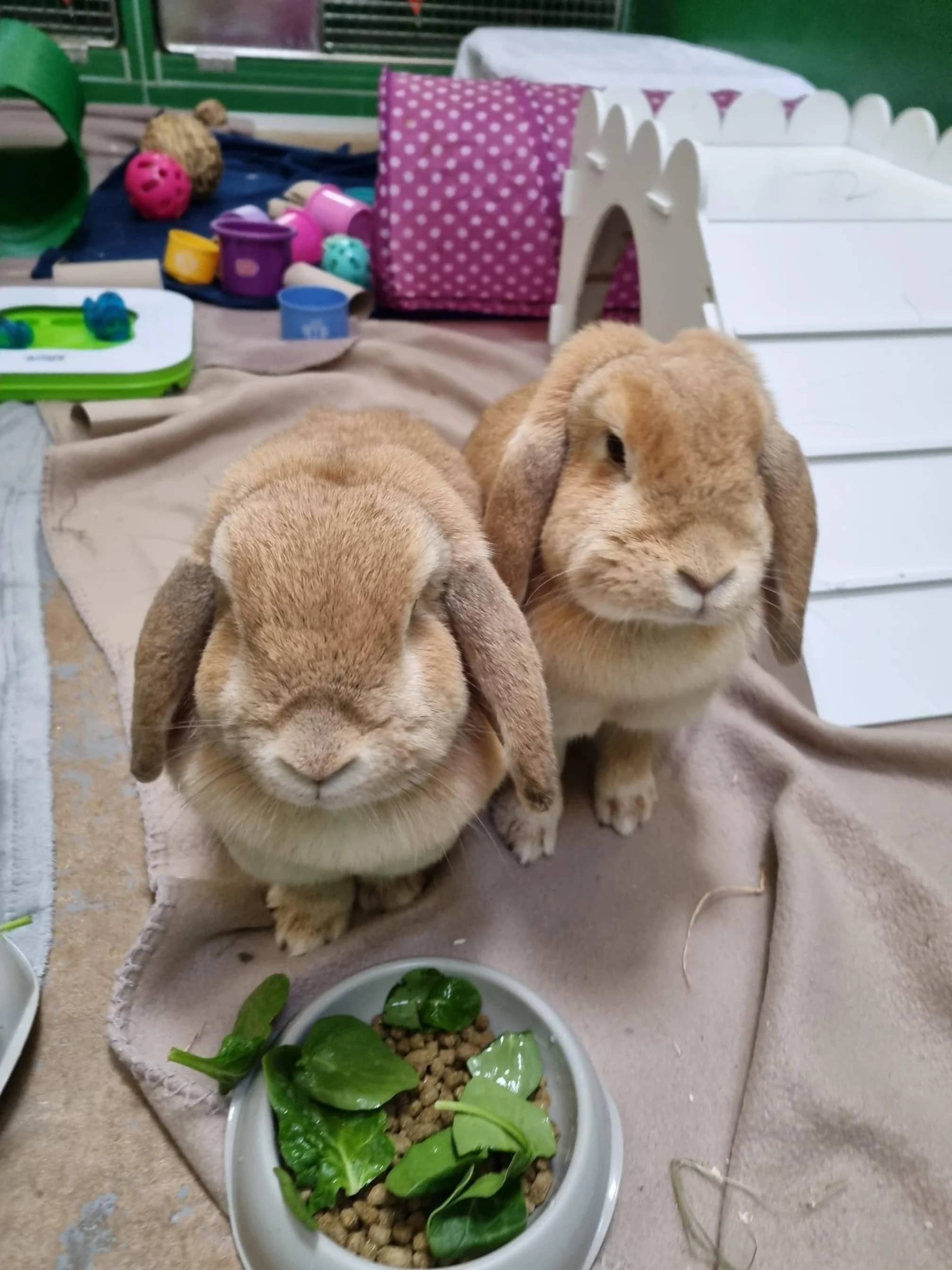 Caramel and Fudge, rabbit for adoption in Wythall