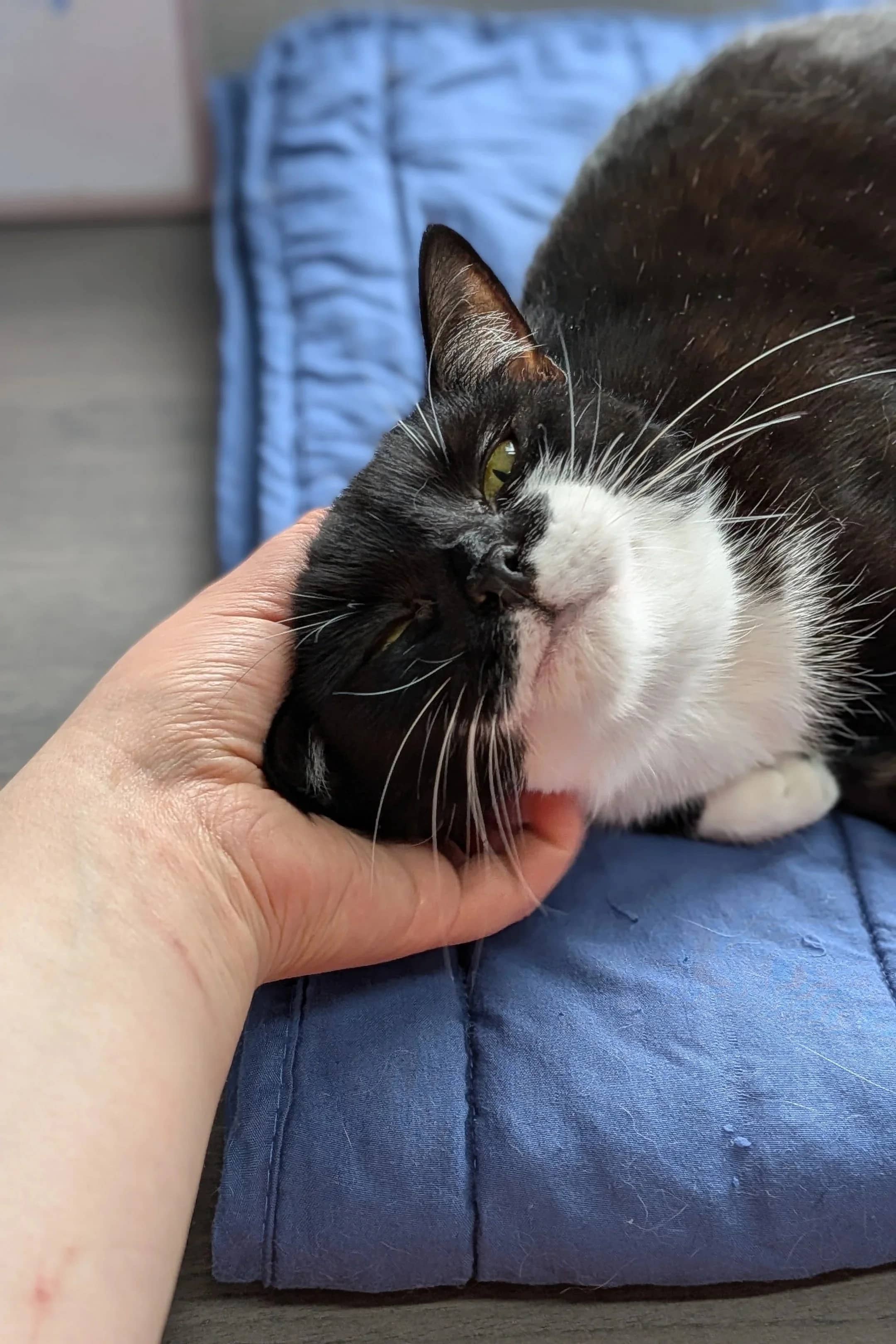 Daisie-May, domestic shorthair for adoption in Wythall