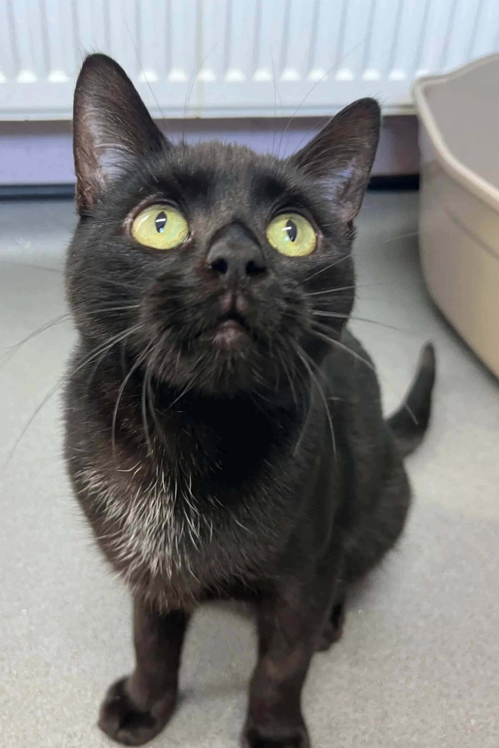 Bandit, domestic shorthair for adoption in Wythall