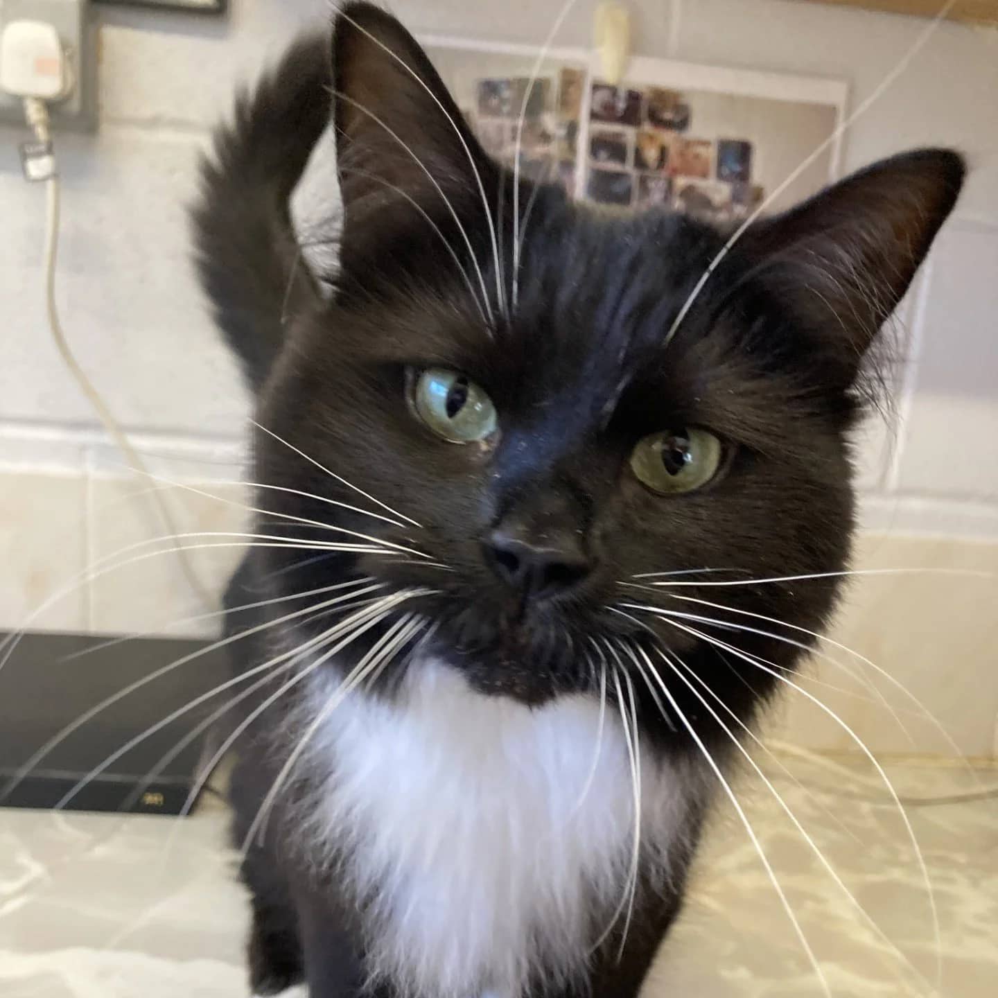 India, domestic mediumhair for adoption in Wythall