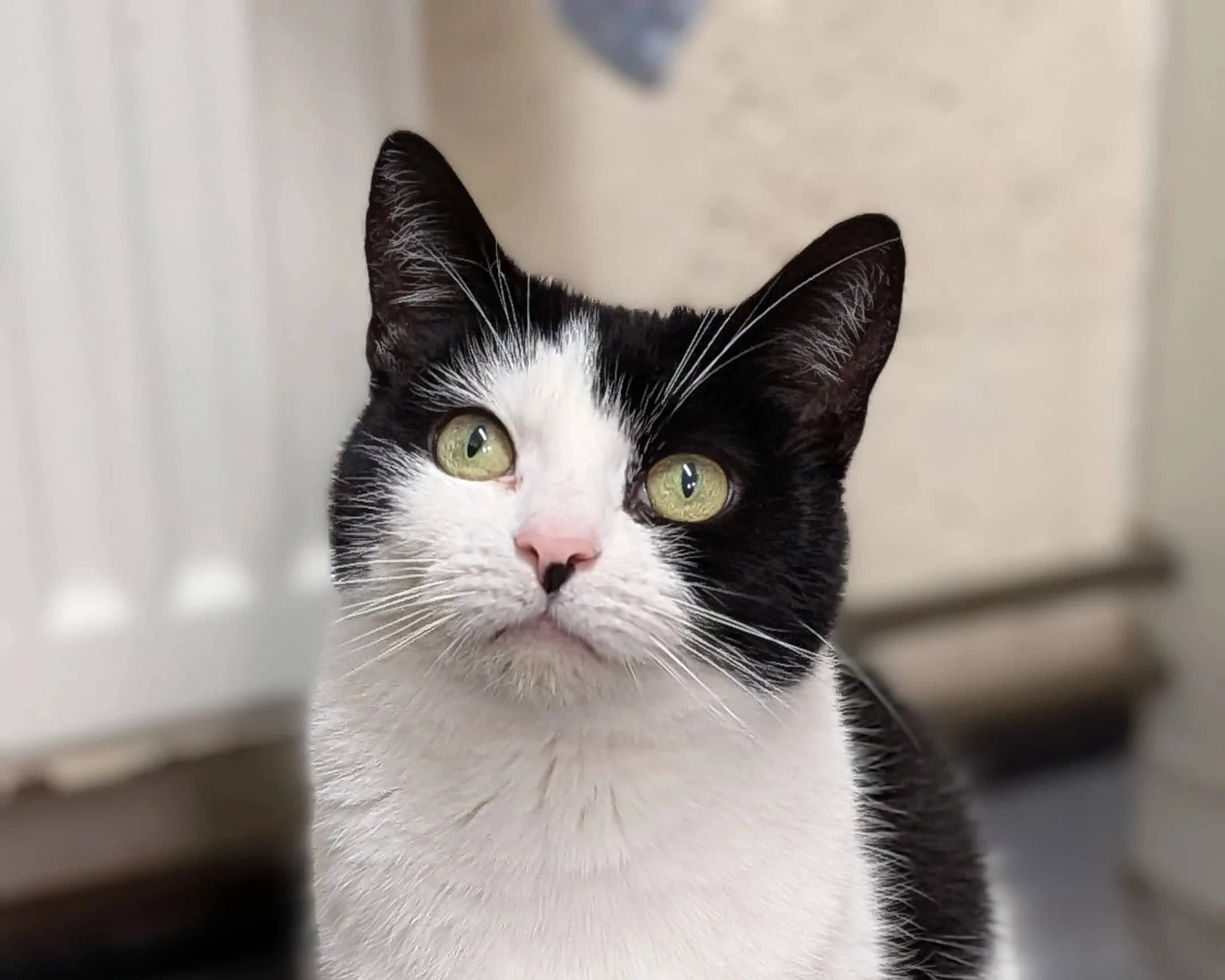 Lilly, domestic shorthair for adoption in Wythall