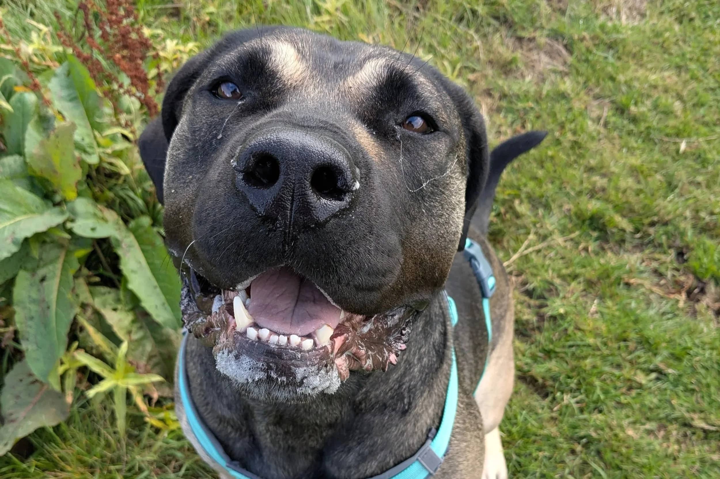 Crumpet, presa x mastiff crossbreed for adoption in Wythall