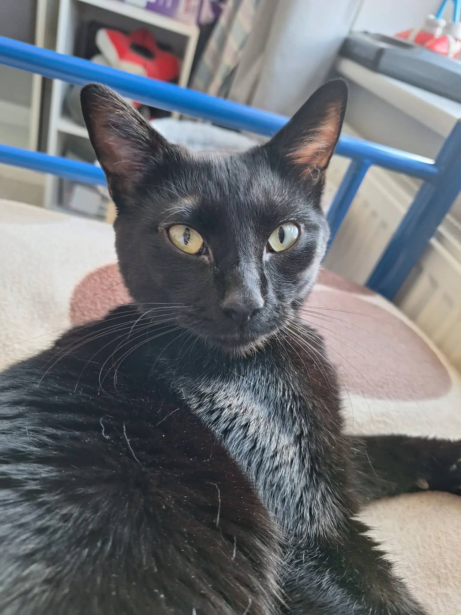 Yeti, domestic shorthair for adoption in Wythall
