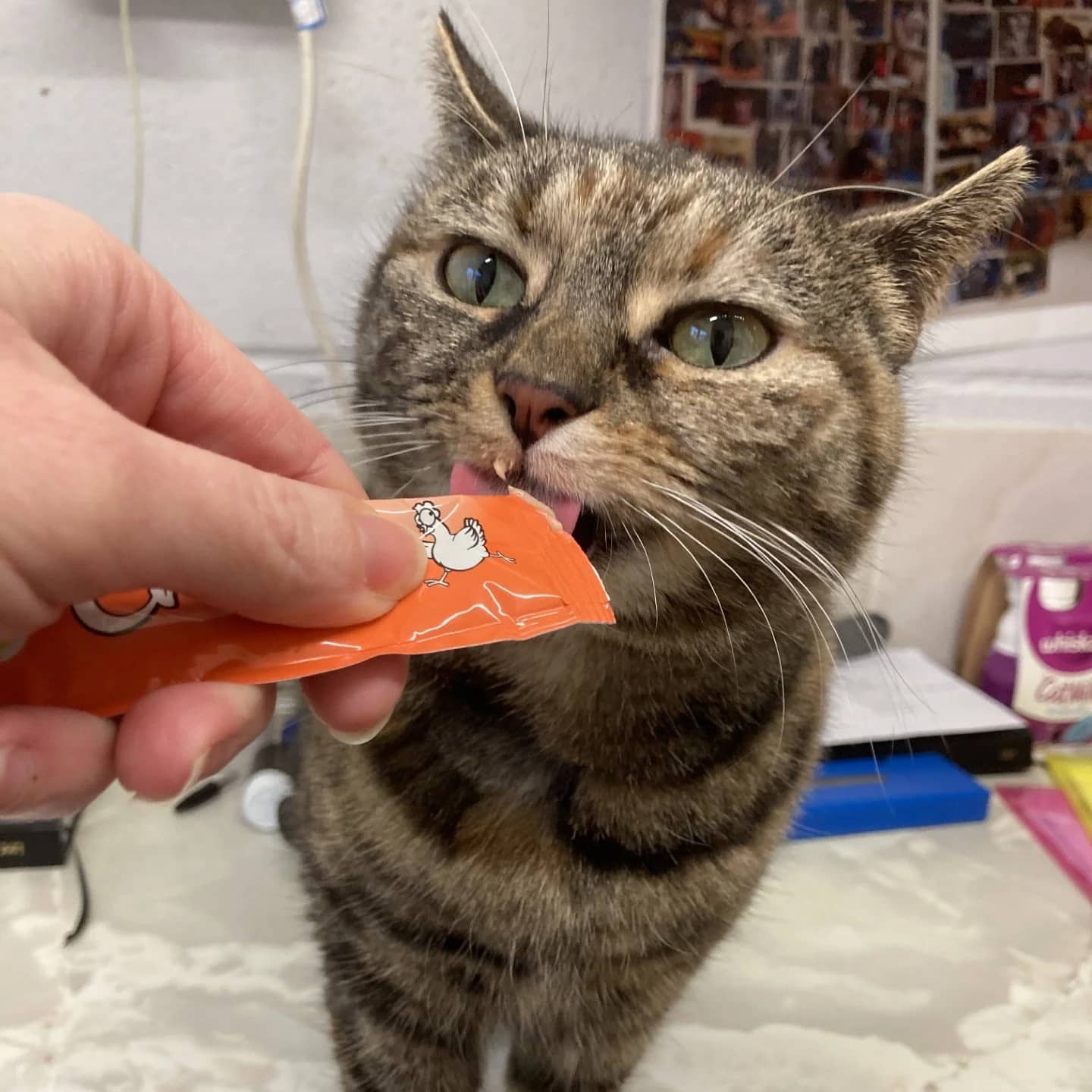 Bailey, domestic shorthair for adoption in Wythall