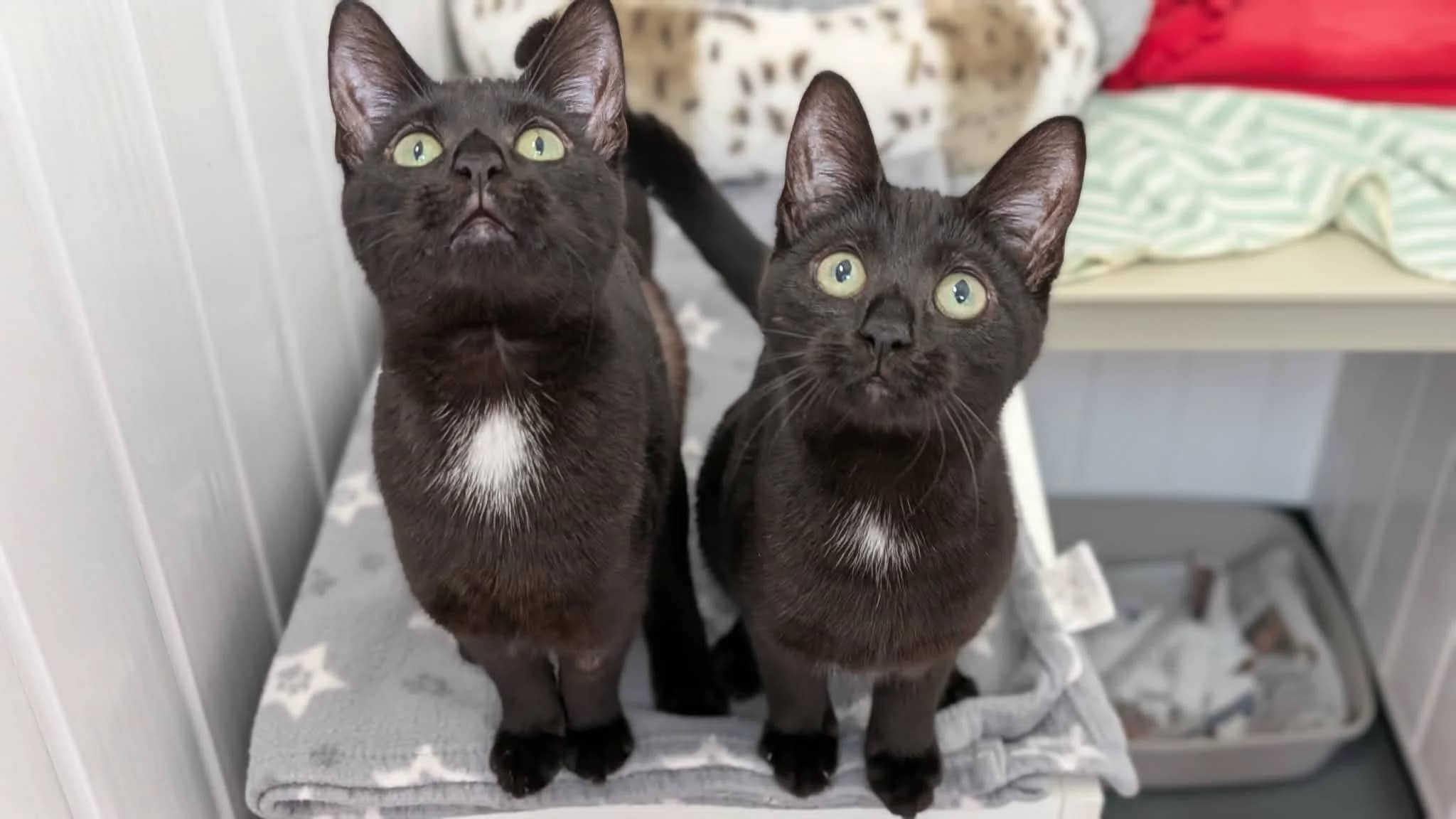 Bluey and Bingo, domestic shorthair for adoption in Wythall