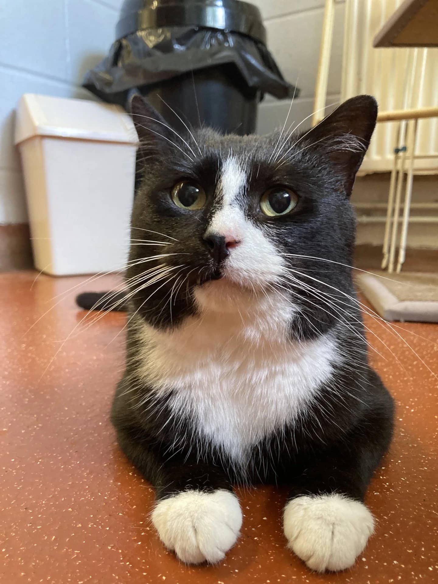 Gravy, domestic shorthair for adoption in Wythall