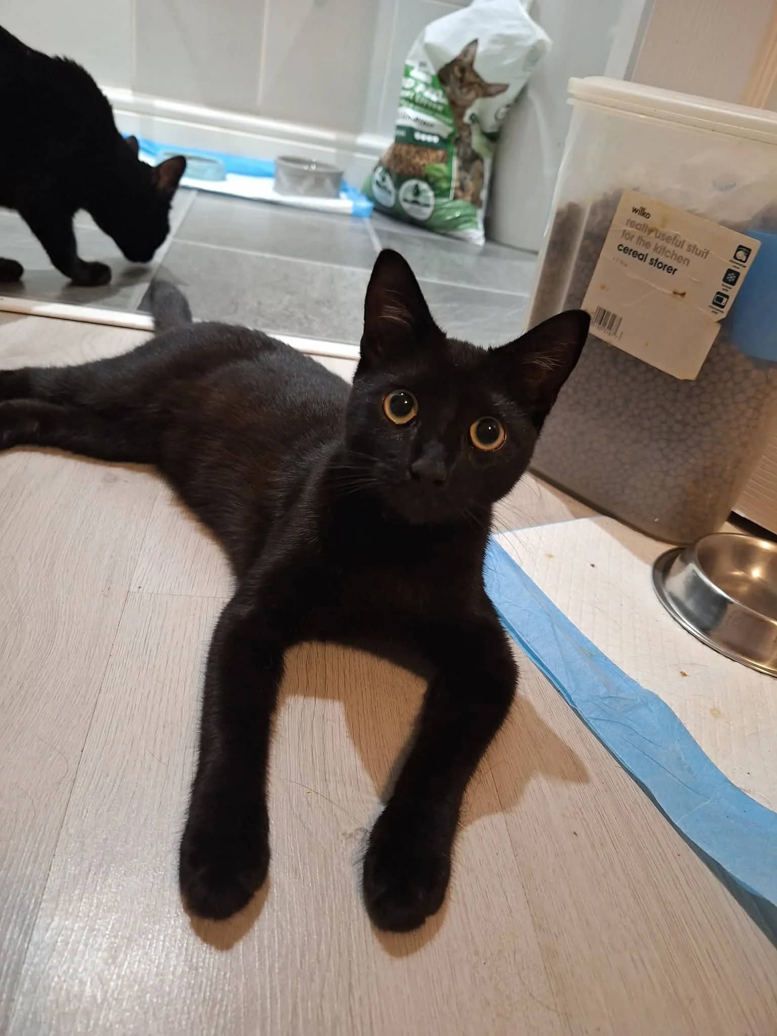 Kraken, domestic shorthair for adoption in Wythall