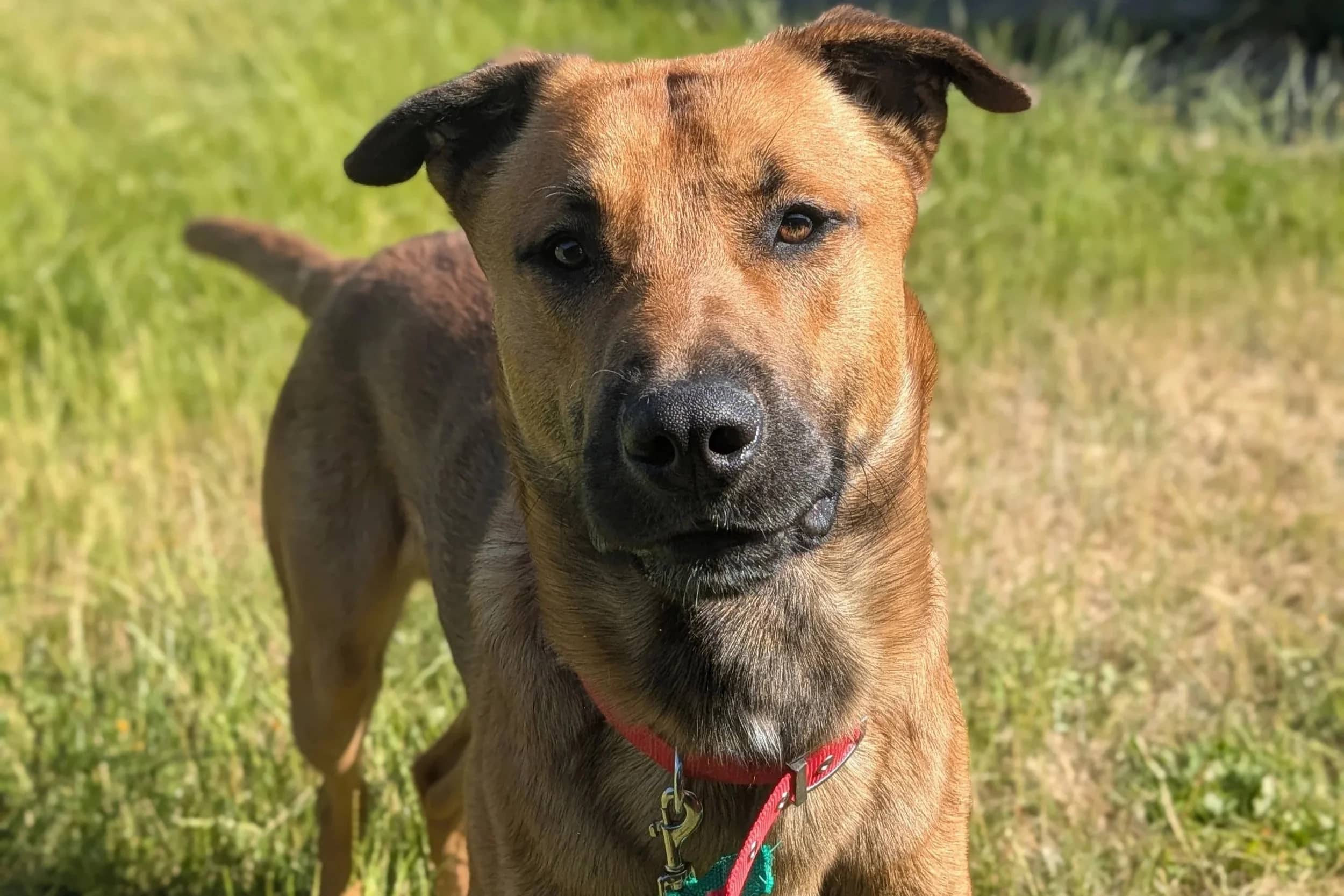 Ronnie, crossbreed for adoption in Wythall