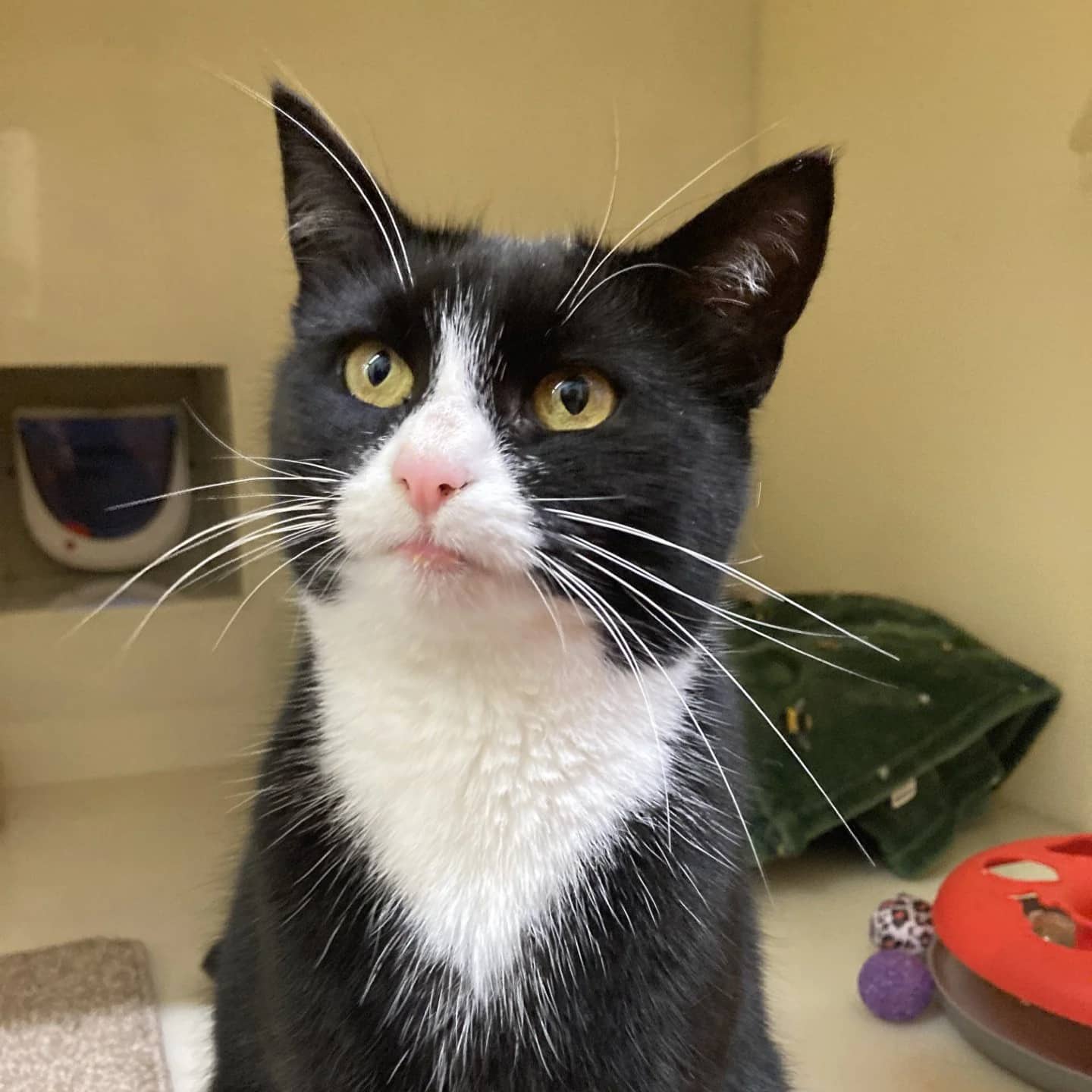 Button, domestic shorthair for adoption in Wythall
