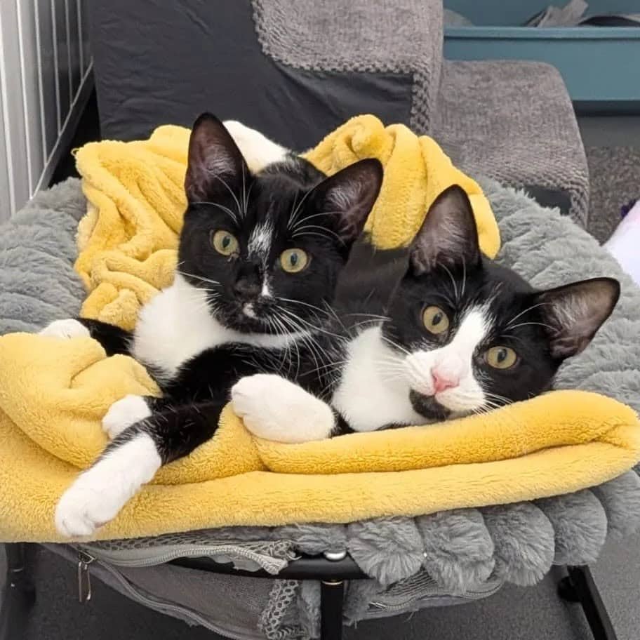 Sun & Sloth, domestic shorthair for adoption in Wythall
