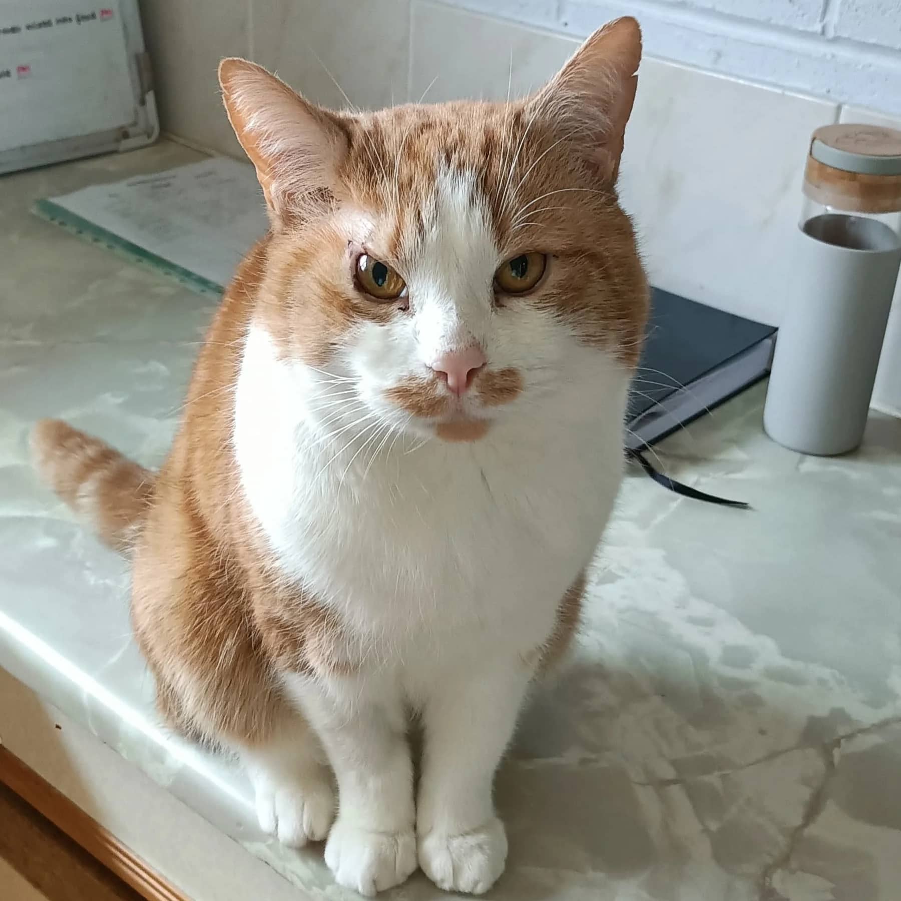 Gingey-Bread, domestic shorthair for adoption in Wythall
