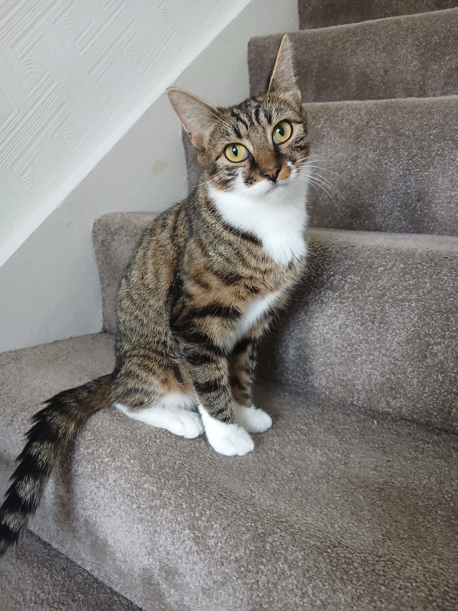 Poe, domestic cat for adoption