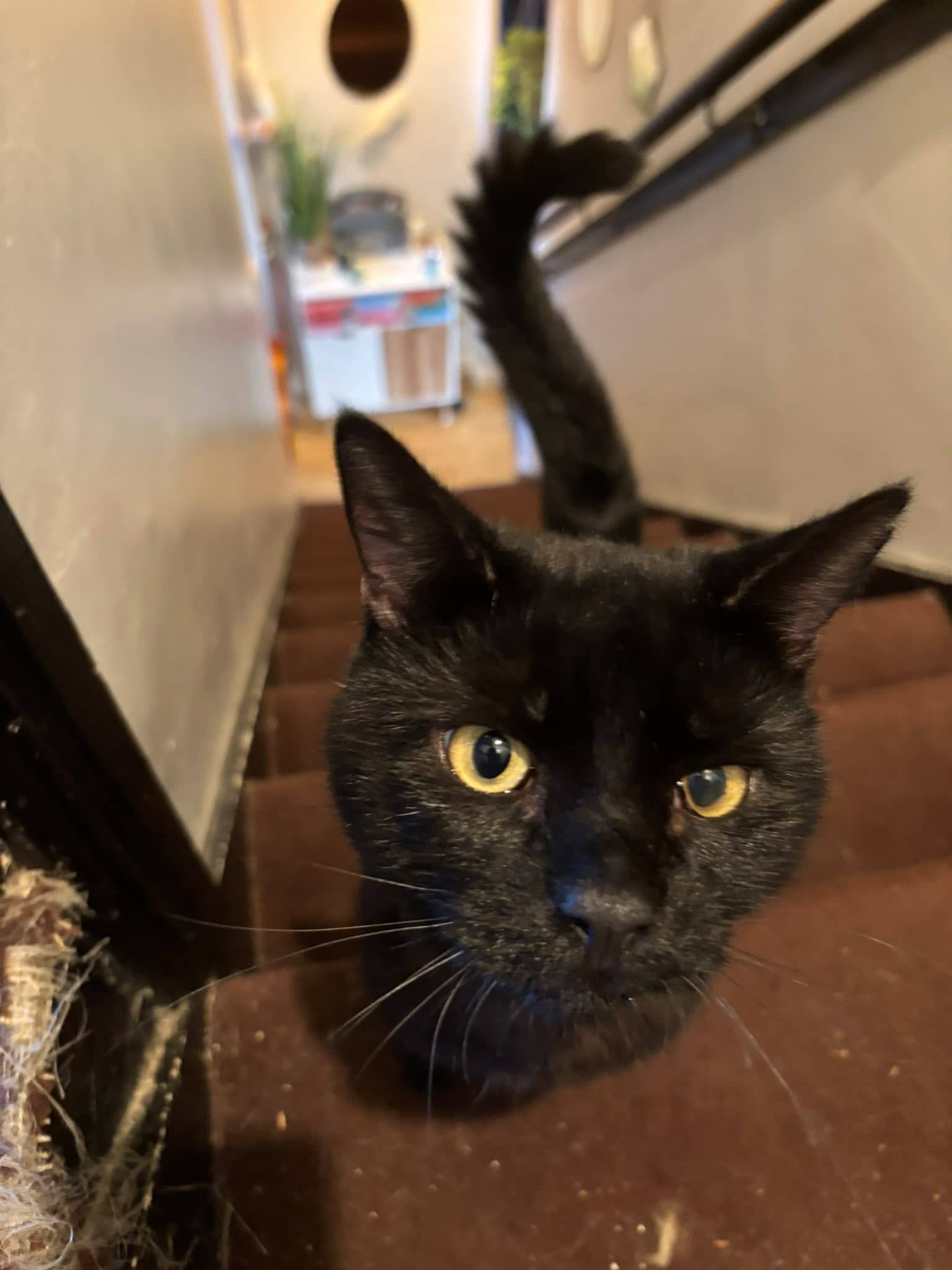 Captain, domestic cat for adoption