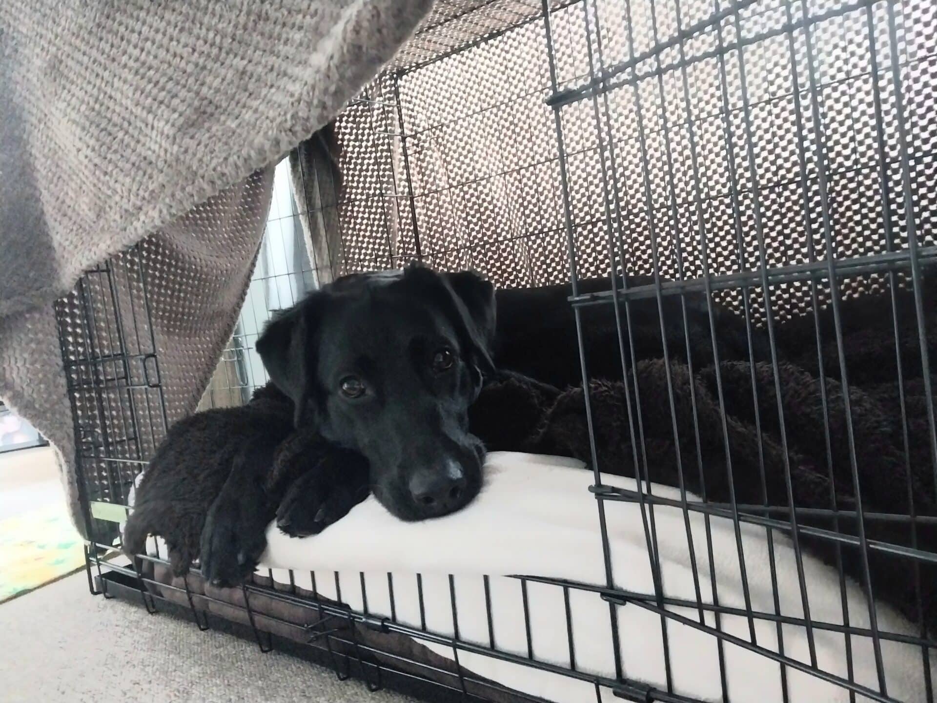 Molly, photo 5