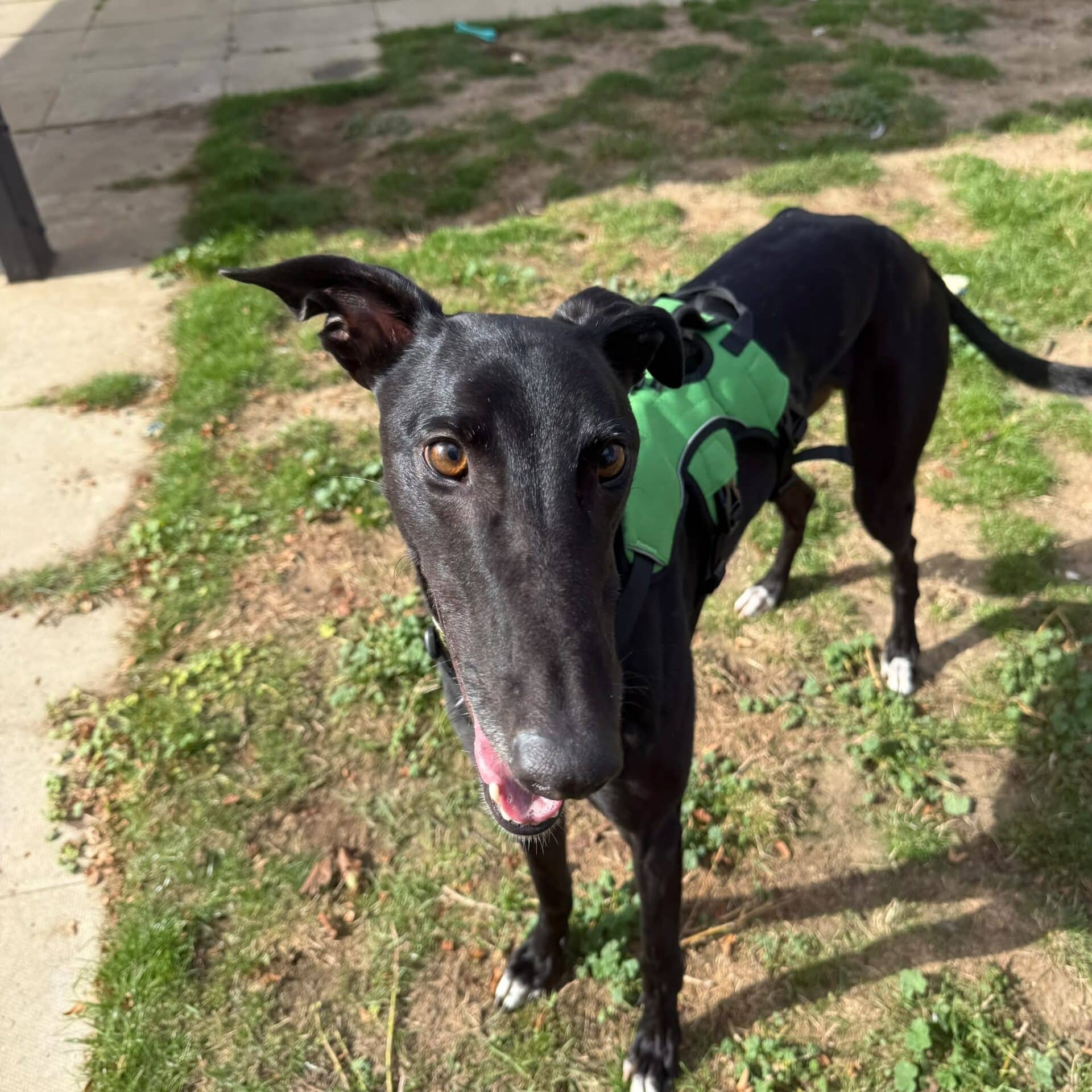 Reggie, photo 2
