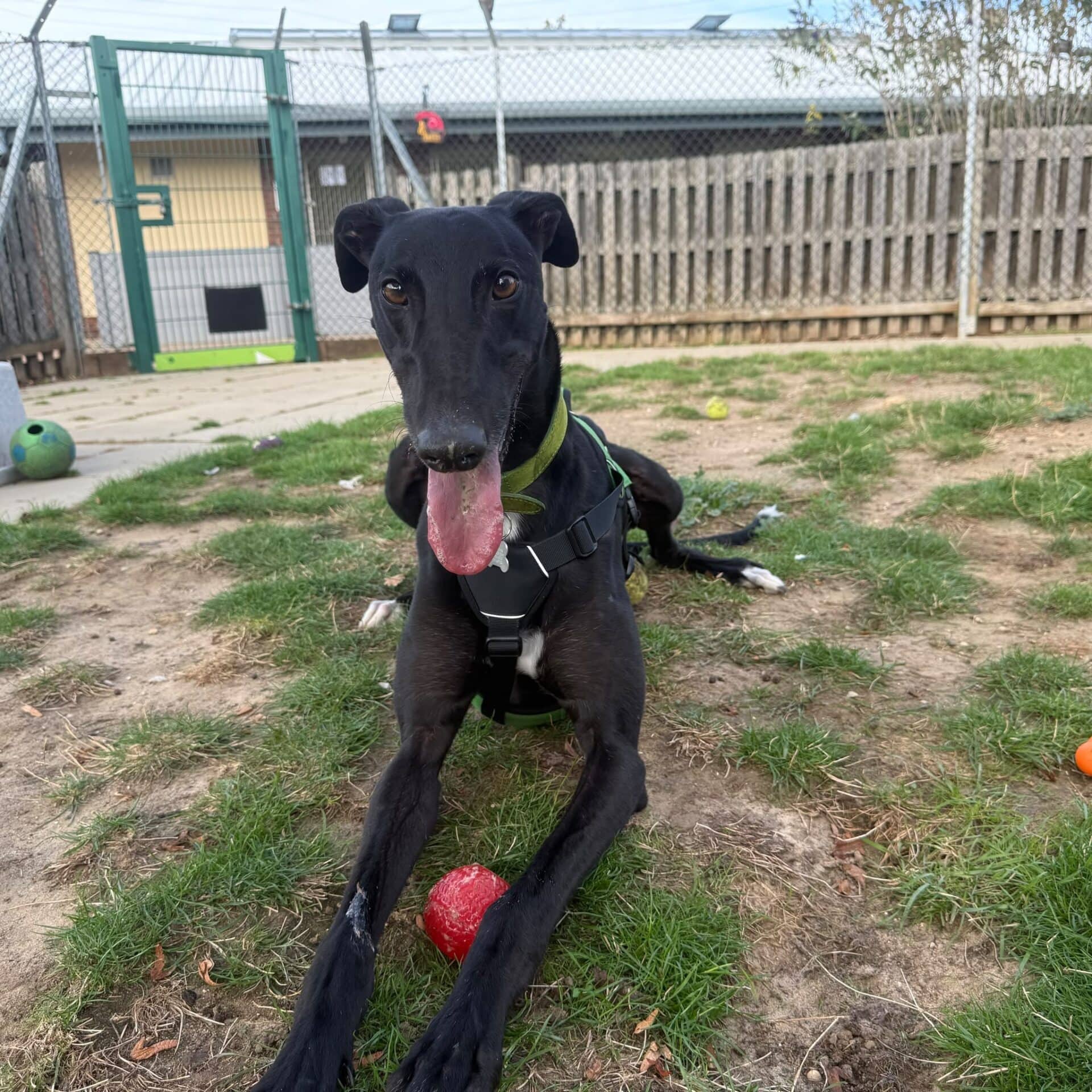 Reggie, photo 4