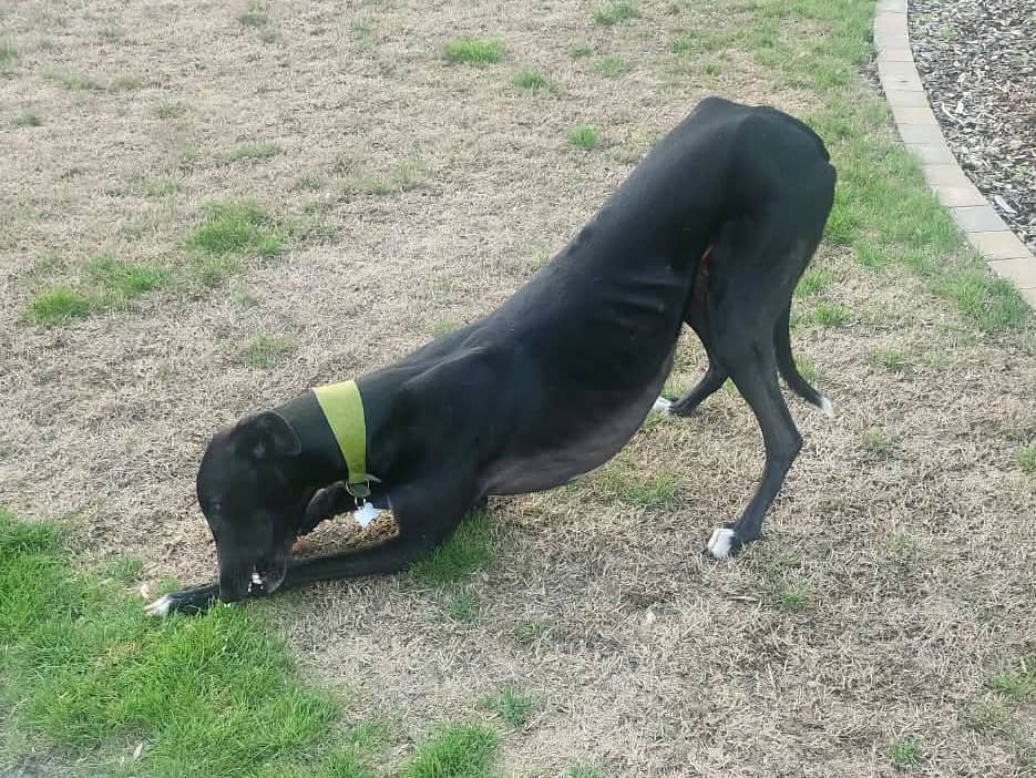 Reggie, photo 6