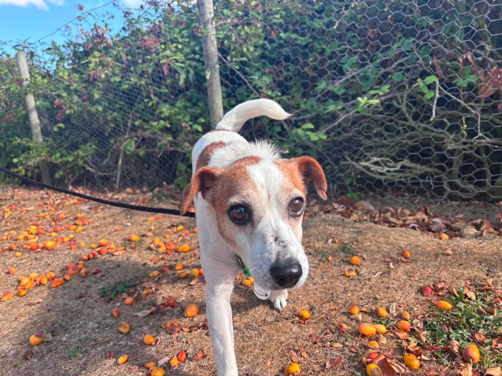 Cashew, photo 5