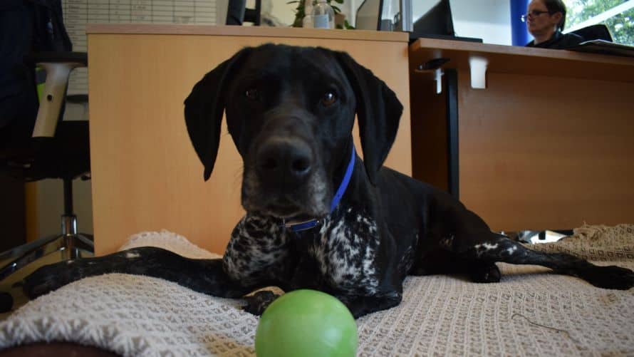 Louie, photo 3
