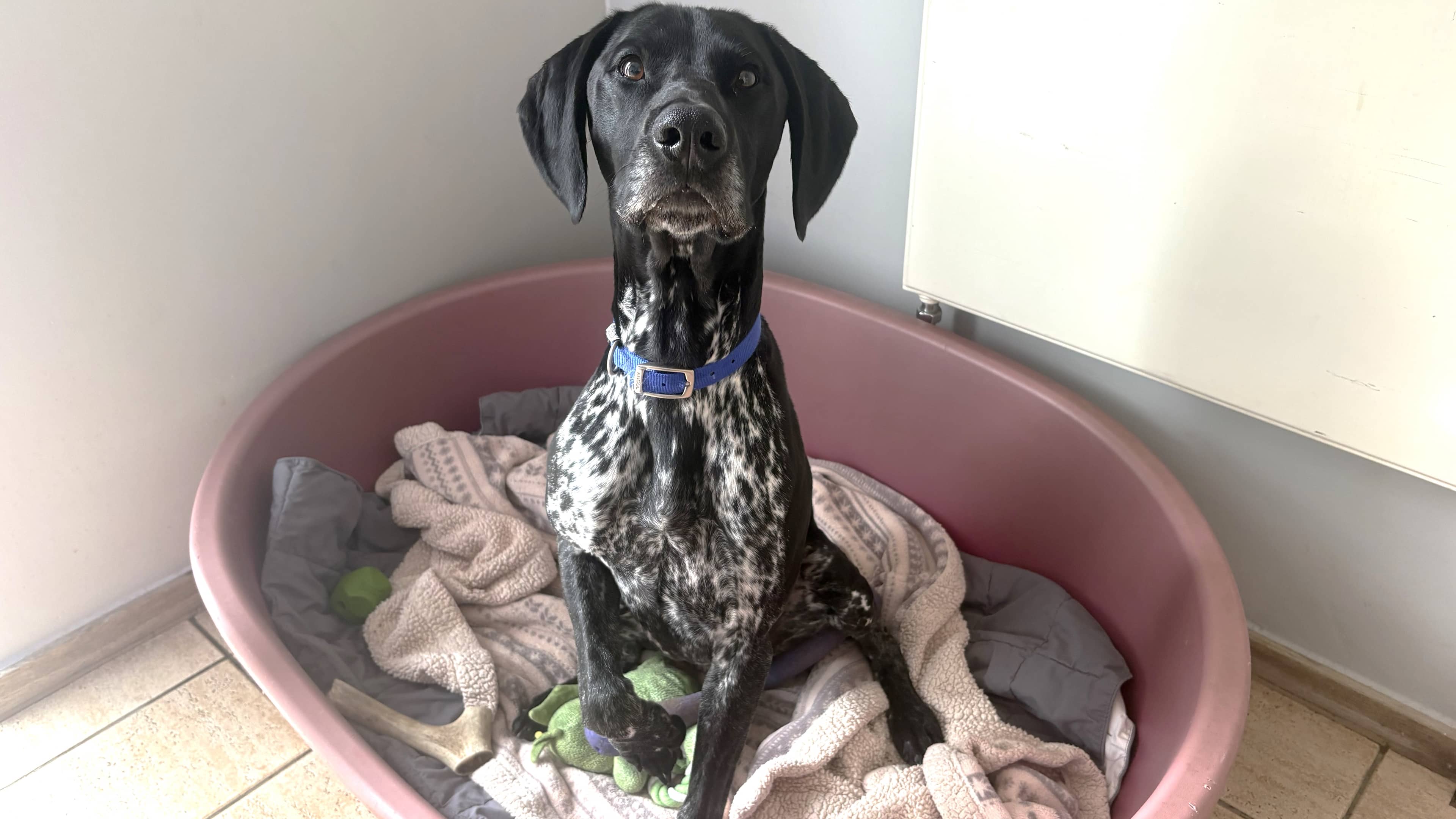 Louie, german short hr pointer for adoption in Old Windsor