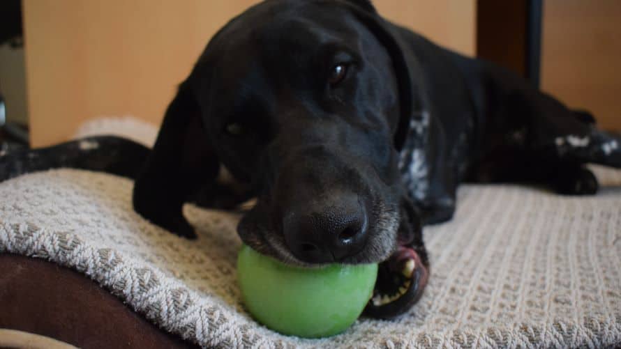 Louie, photo 6
