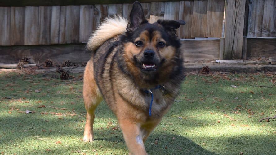 Opie, pomeranian for adoption in London