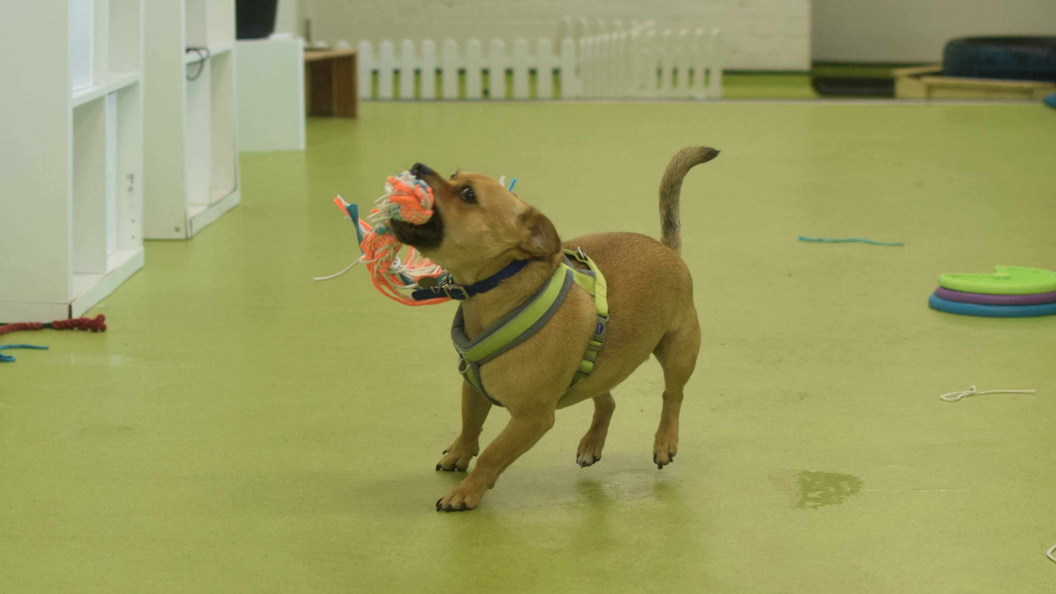 Tails, photo 6