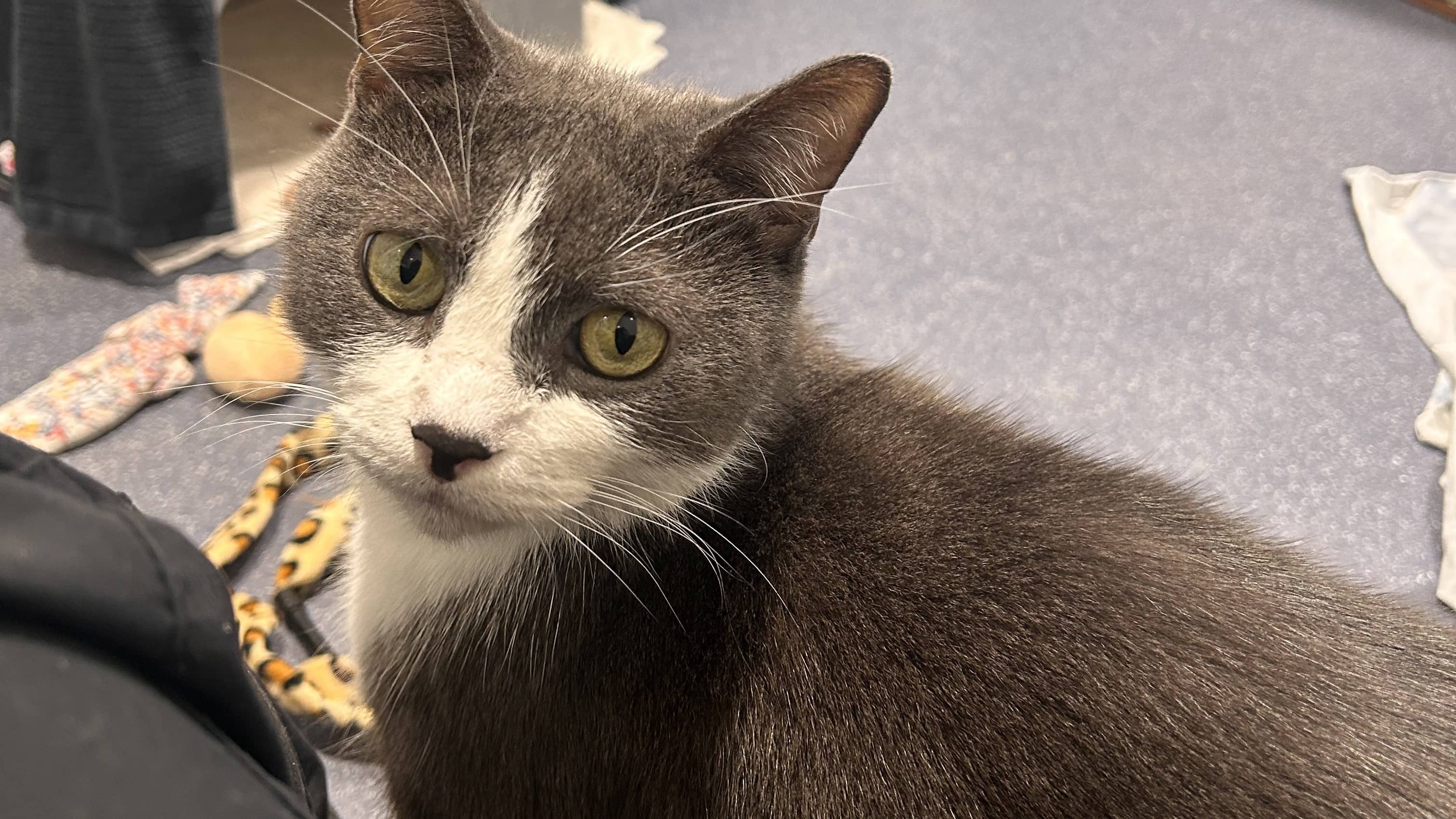 Montgomery, domestic shorthair for adoption in London