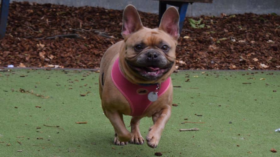 Rocco, photo 2