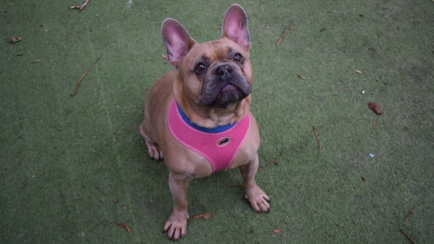 Rocco, photo 4