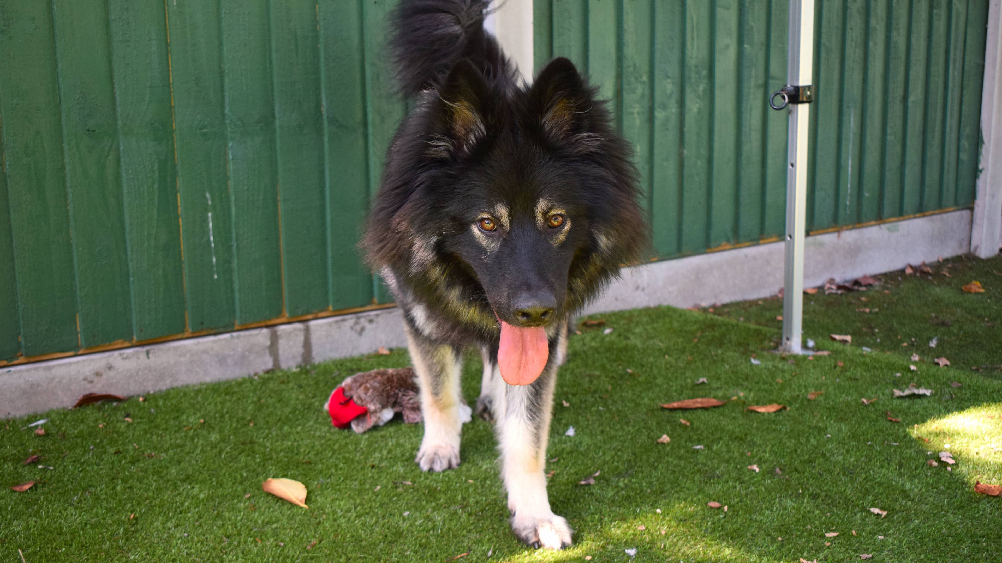 Jaxx, photo 6