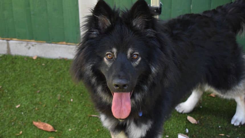 Jaxx, photo 4