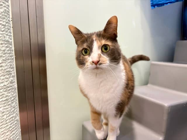 Lexi, domestic shorthair for adoption in London