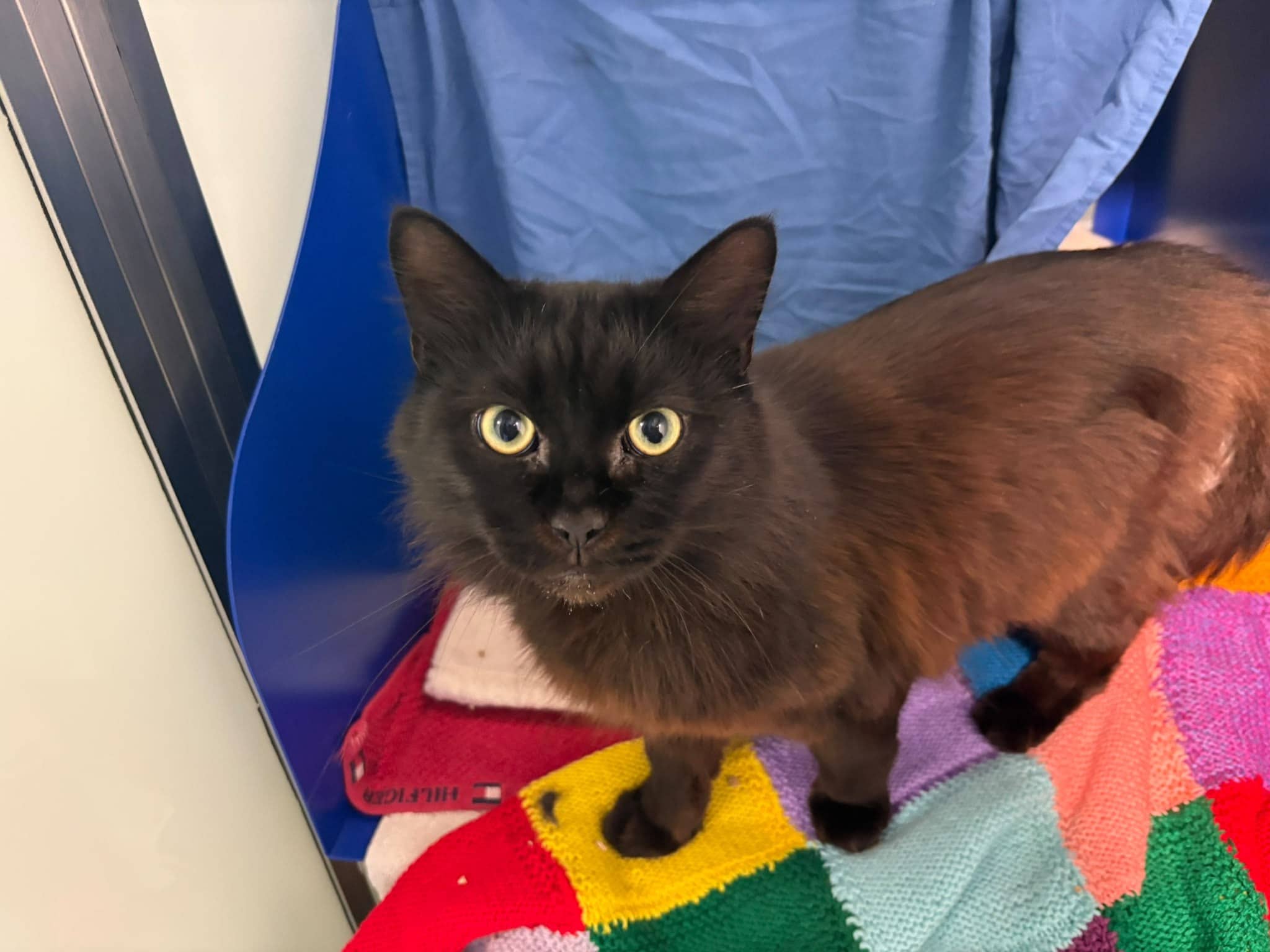 Chai (and Gus), domestic shorthair for adoption in London