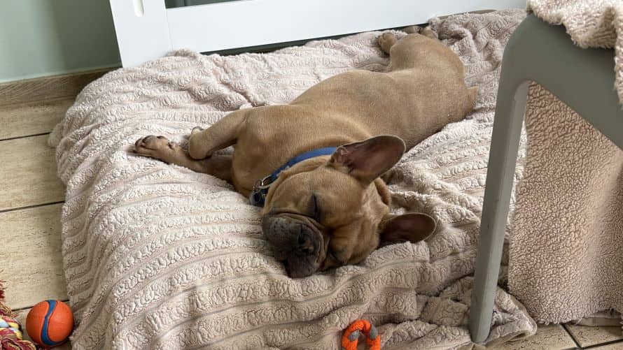 Rocco, photo 3