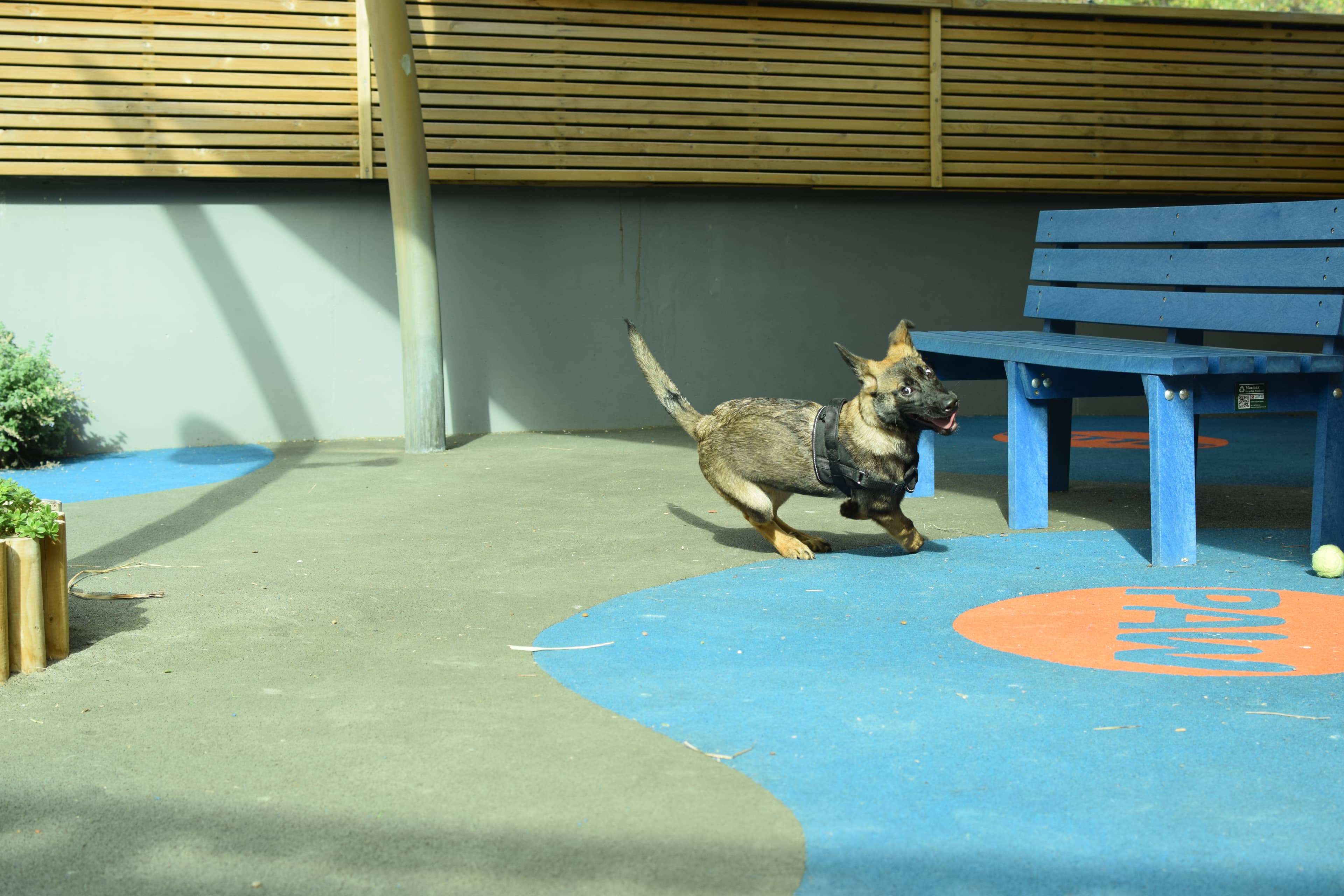 Dobby, photo 4