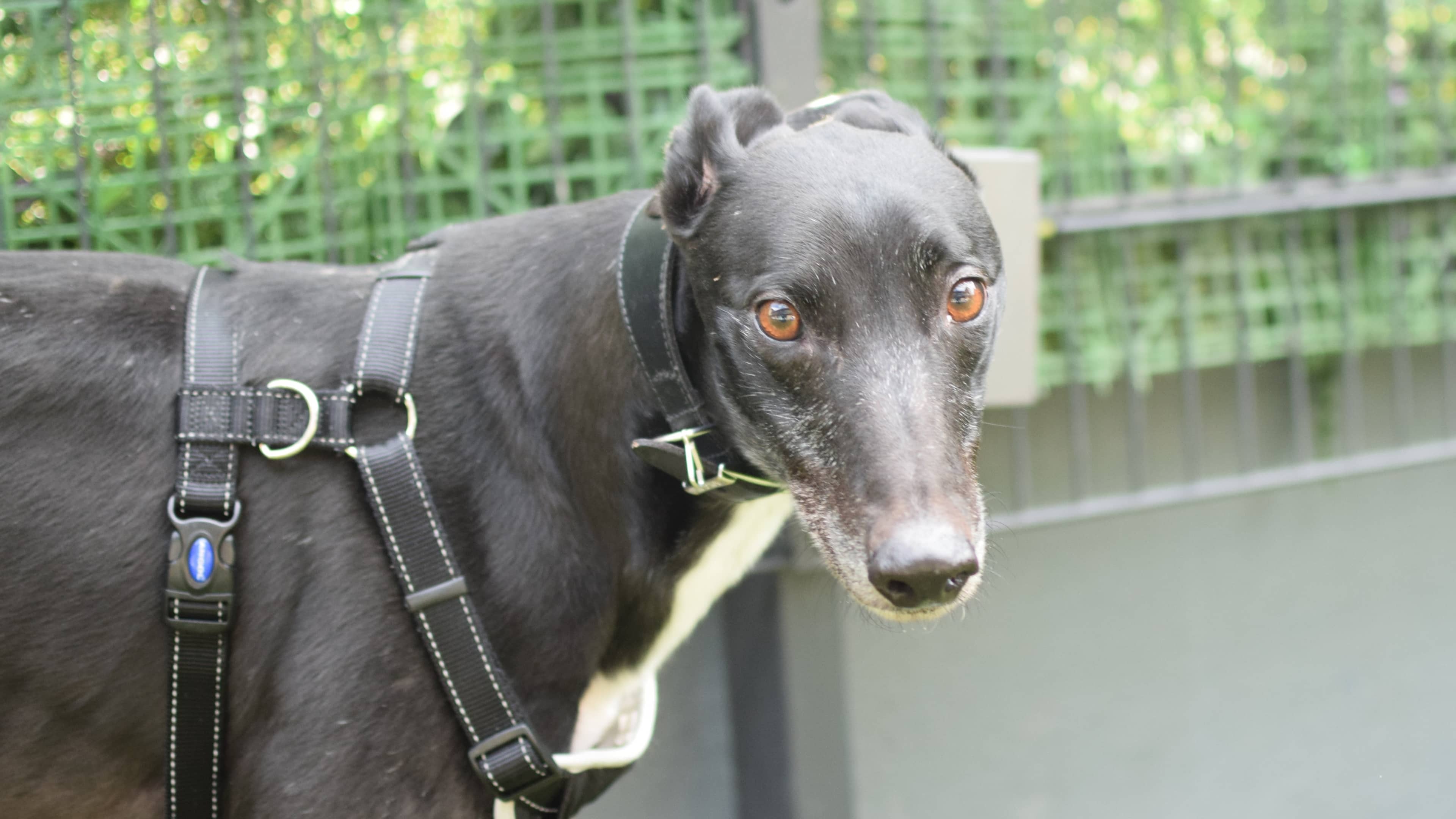 Hoppo, photo 6