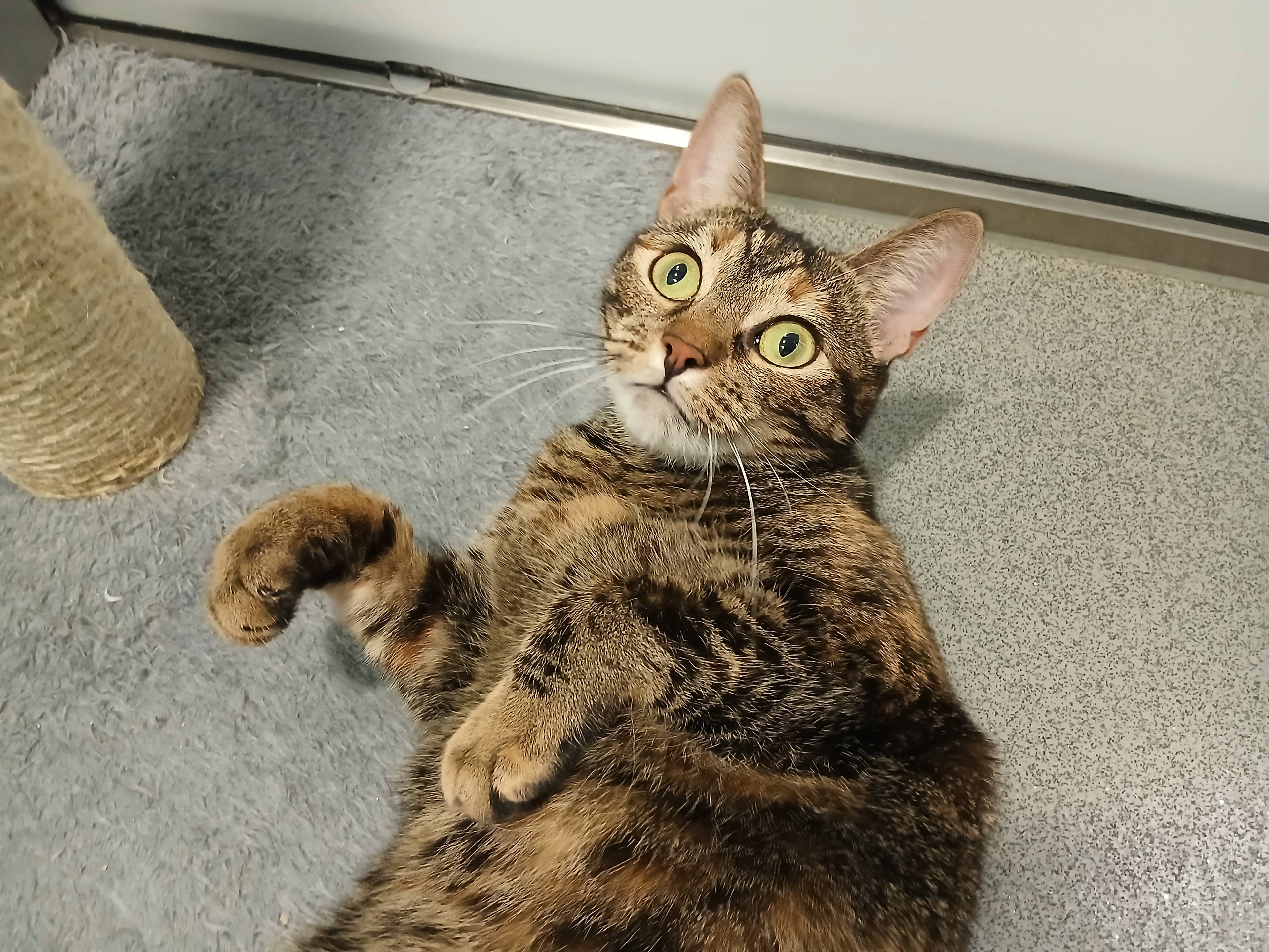 Margot, domestic shorthair for adoption in London
