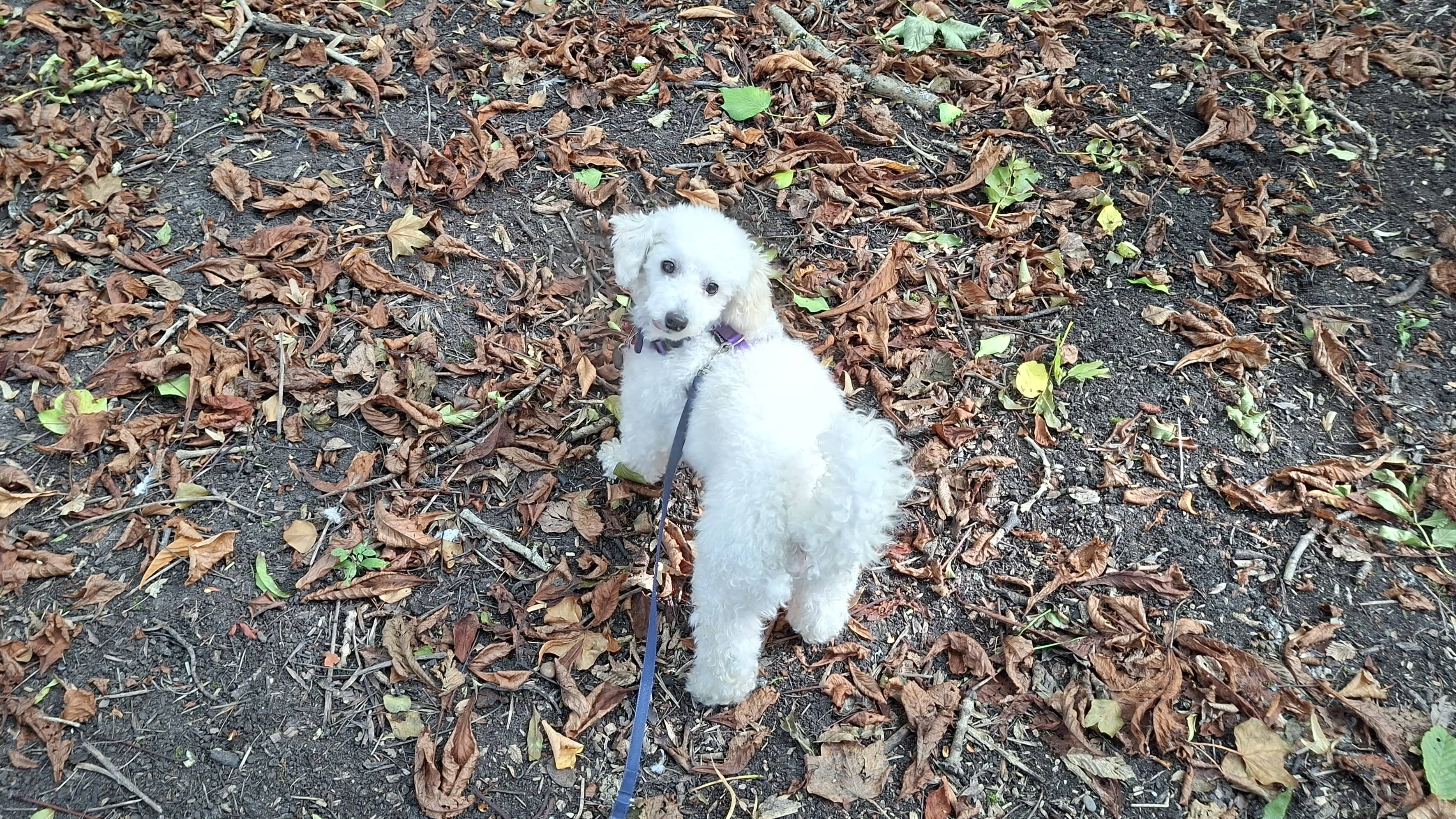 Milo, photo 5