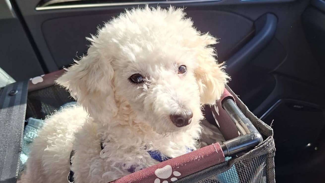 Milo, photo 3