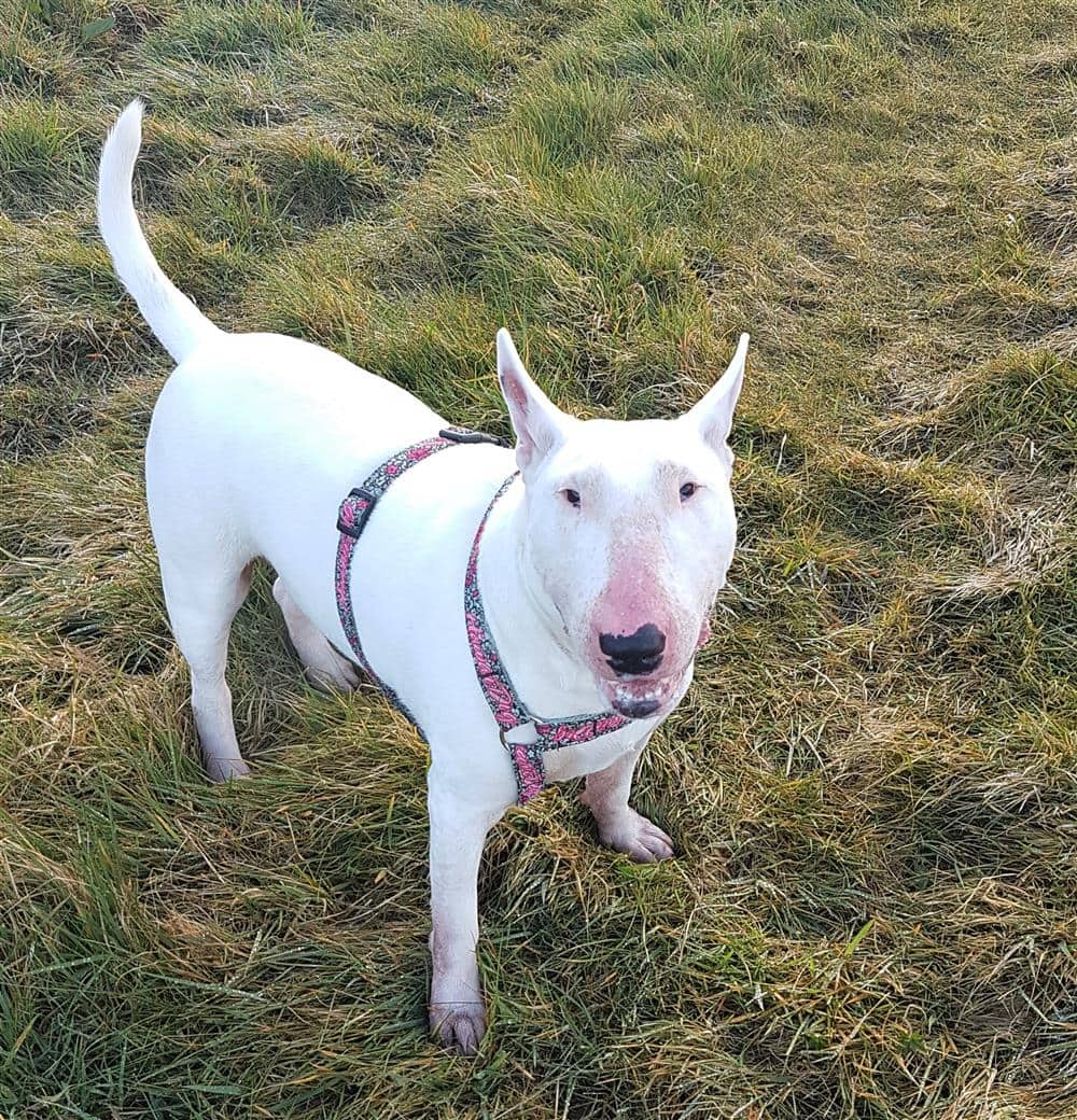 Axel, bull terrier for adoption