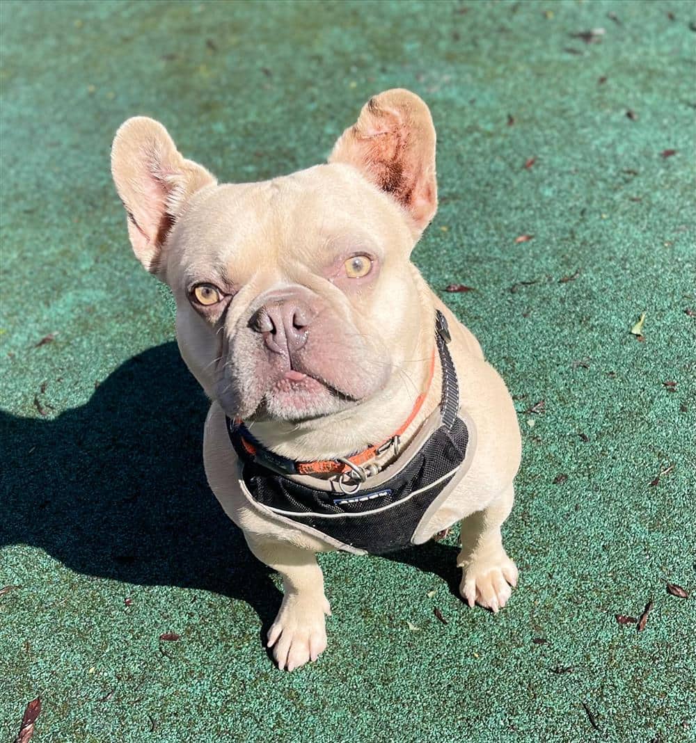 Gru, french bulldog for adoption