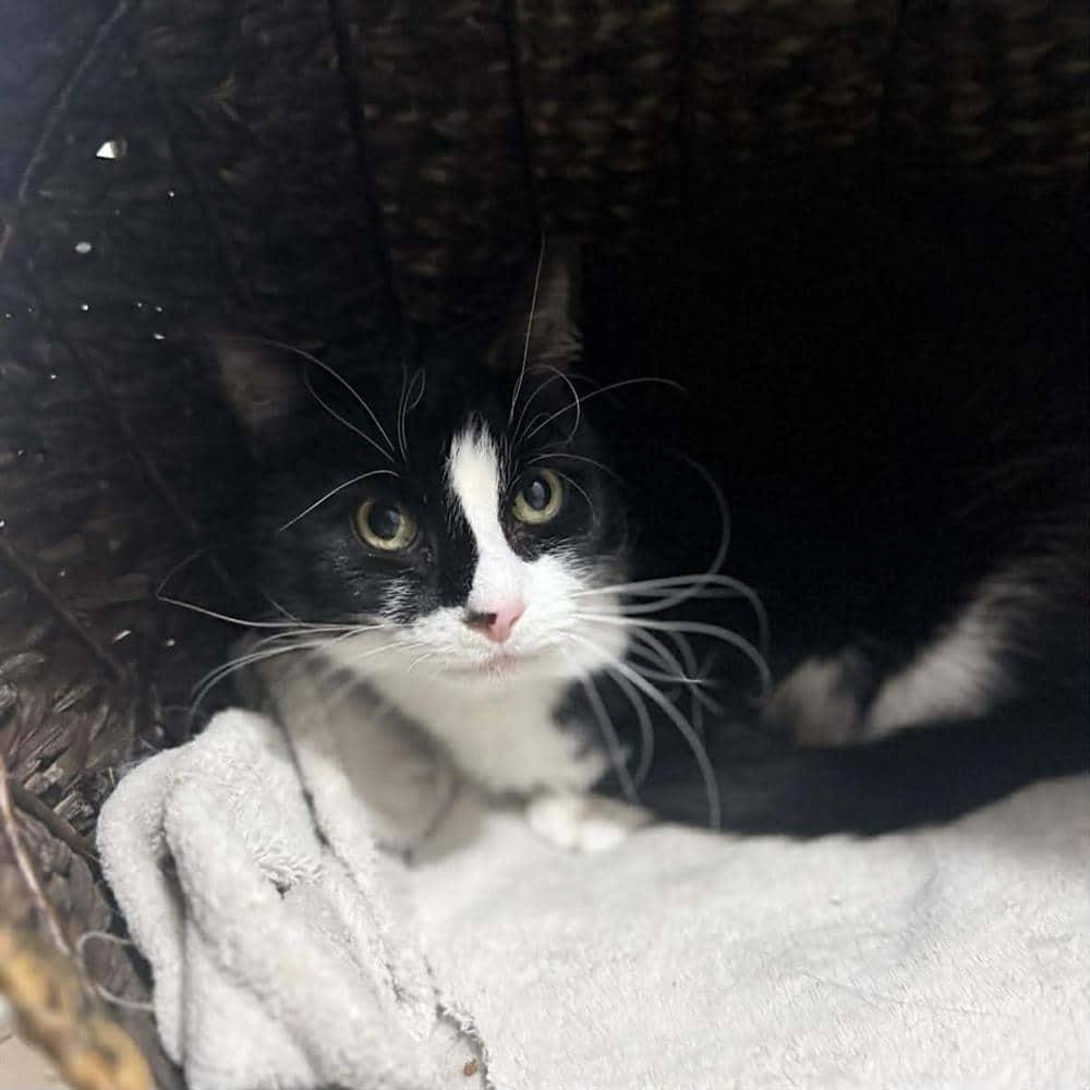 Cheeky September, domestic shorthair for adoption in Ramsbottom