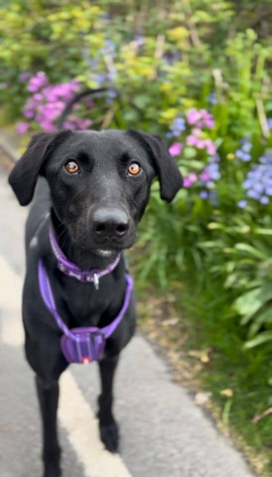 Barry, saluki for adoption