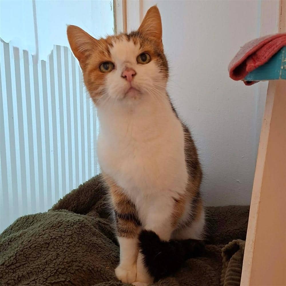 Tweedy, domestic shorthair for adoption in Ramsbottom
