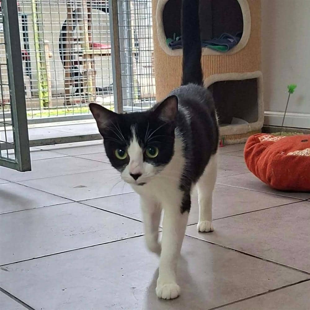 Perdita, domestic shorthair for adoption in Ramsbottom